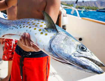 King of the Beach Madeira Beach