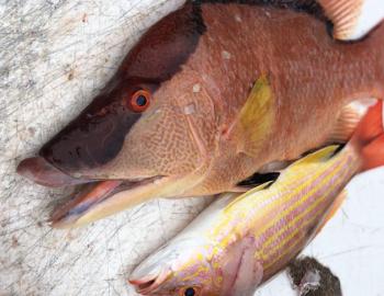 Lady Godiva Fishing Charters snapper Lady Godiva Fishing Charters snapper