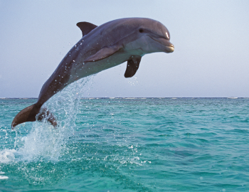 Dolphin Tours Madeira Beach