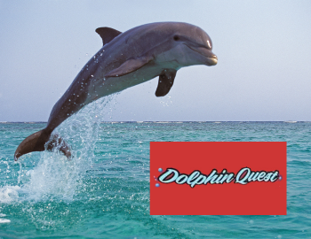 Dolphin Quest Madeira Beach Dolphin Quest Madeira Beach
