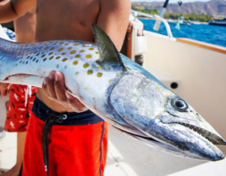 Spring King of the Beach King of the Beach Madeira Beach