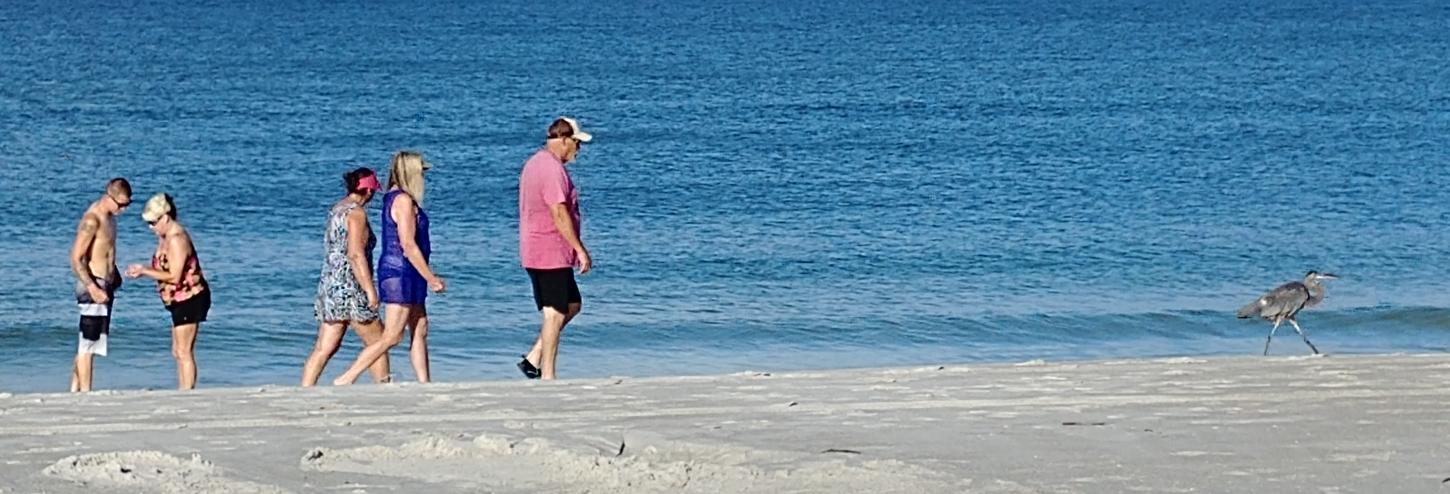Morning Heron Walk on Madeira Beach