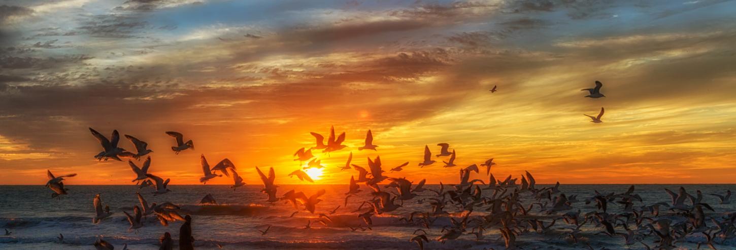 Winter Birds