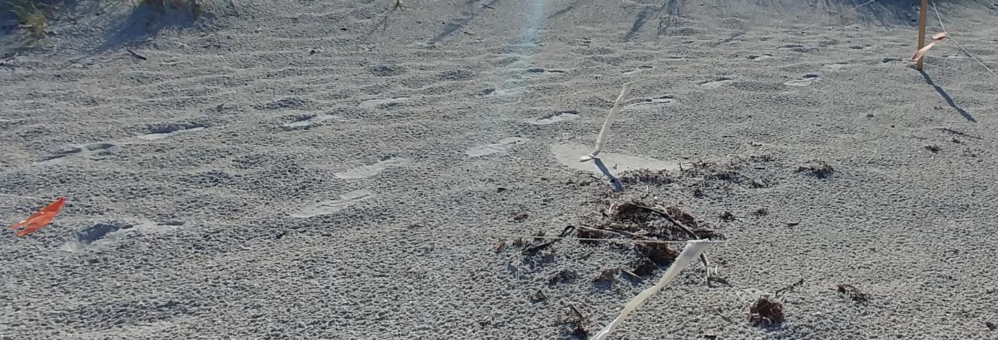 Turtle Nest at Beach Place Madeira Beach
