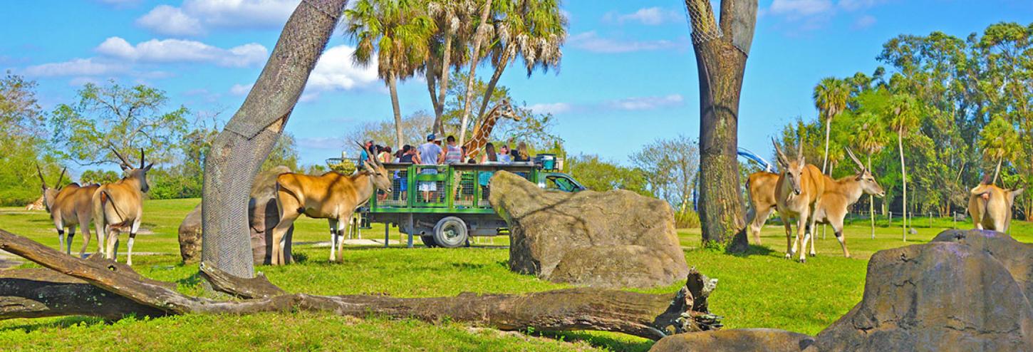 Busch Gardens