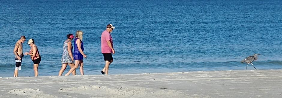 Morning Heron Walk on Madeira Beach