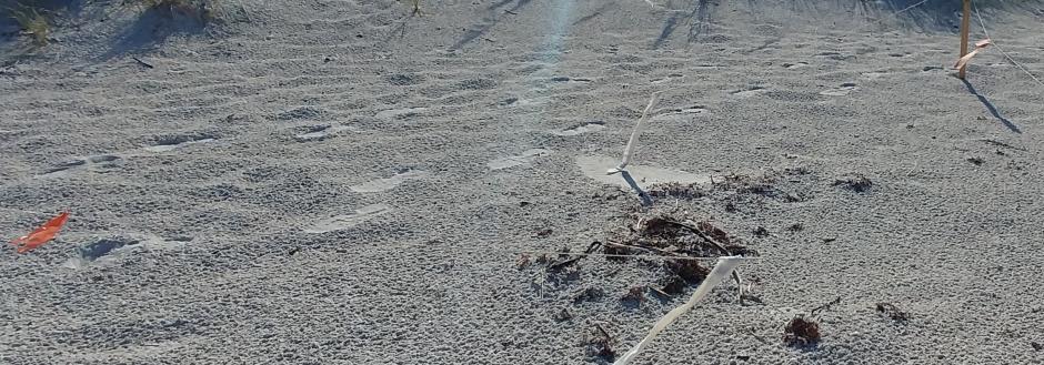 Turtle Nest at Beach Place Madeira Beach