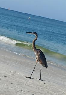 Morning Heron Walk on Madeira Beach
