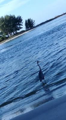 Heron under the John&#039;s Pass Bridge 