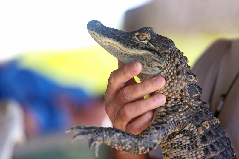 man holding a baby alligator